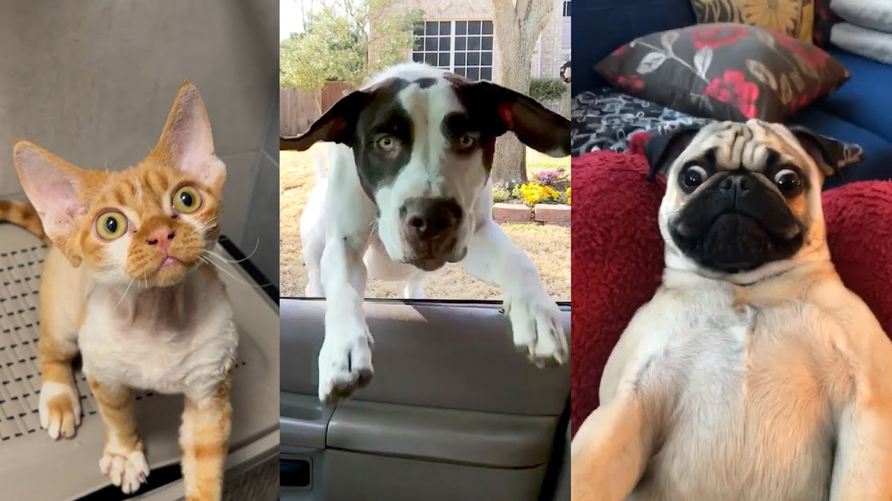 very funny cat and dogs compilation