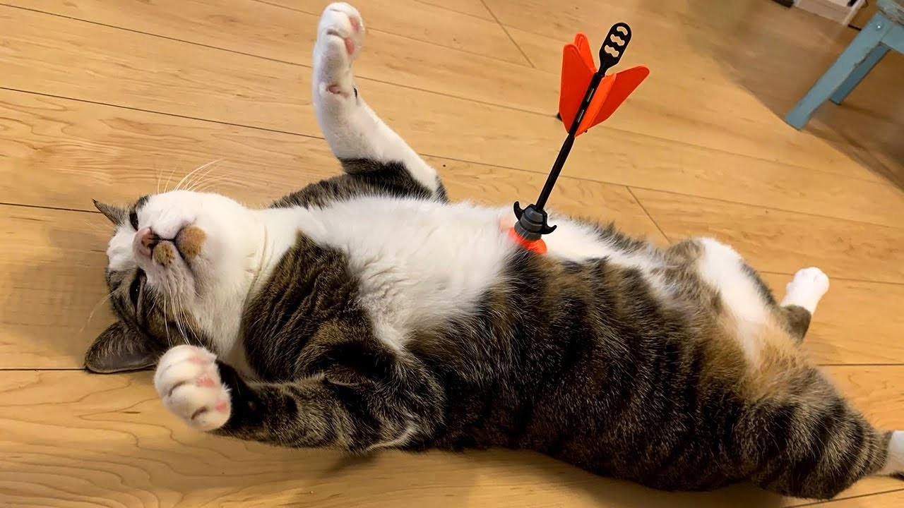 Overdramatic Animals That Will Make You Smile