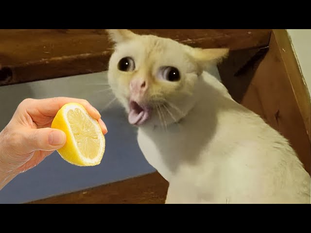 Laughing to tears with these hilarious animals 😂