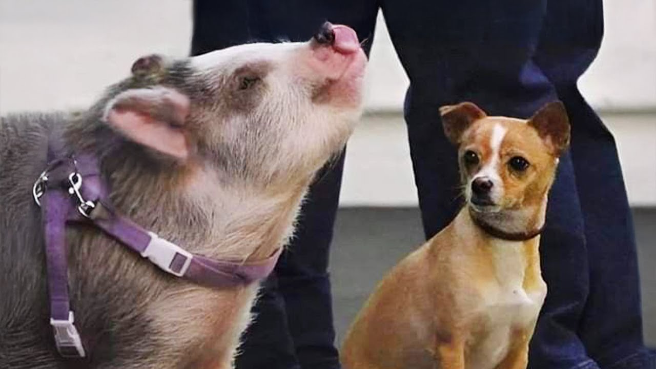 Funniest ANIMAL Videos That Will Have You Rolling on the Floor! 😂 Best Funny Animals Video 2025