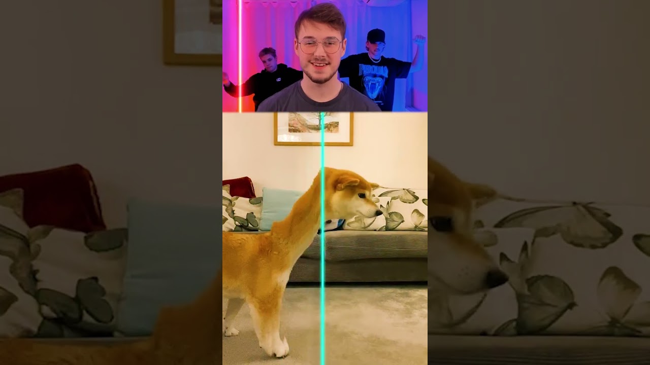 #Funny #Animals 😹