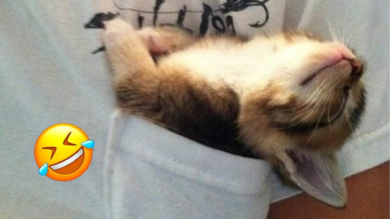 Animals will break your heart 😂 Cute and funny animals 2024 😍